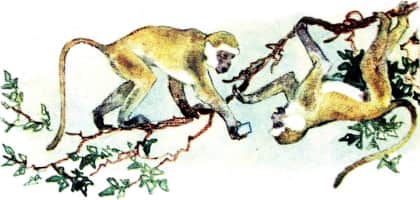 Книгаго: У обезьян. Иллюстрация № 9