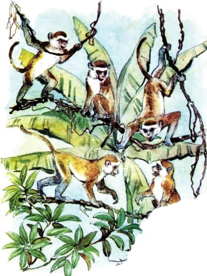 Книгаго: У обезьян. Иллюстрация № 12