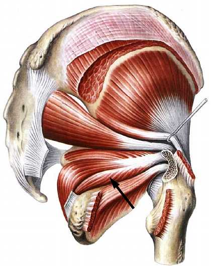 Книгаго: Атлас мышц человека. Иллюстрация № 128