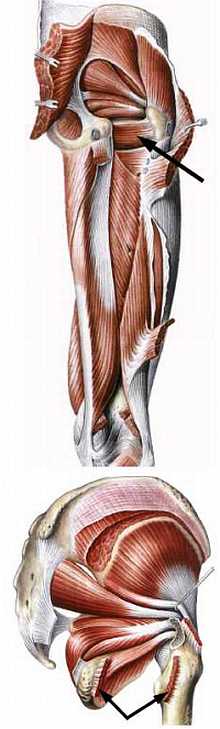 Книгаго: Атлас мышц человека. Иллюстрация № 129