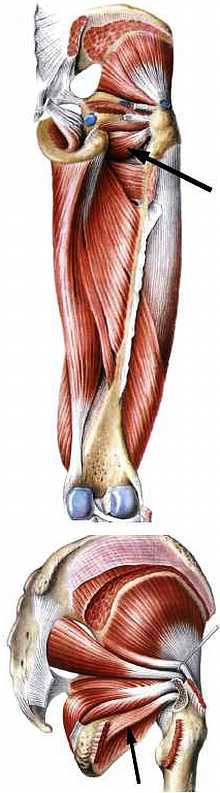 Книгаго: Атлас мышц человека. Иллюстрация № 131