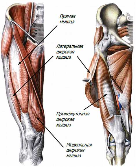 Книгаго: Атлас мышц человека. Иллюстрация № 133