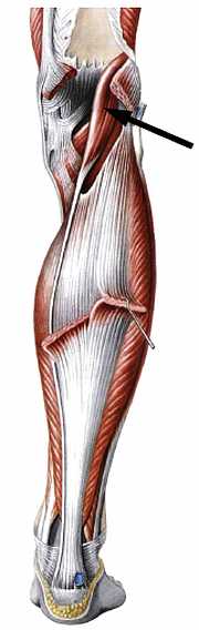 Книгаго: Атлас мышц человека. Иллюстрация № 147
