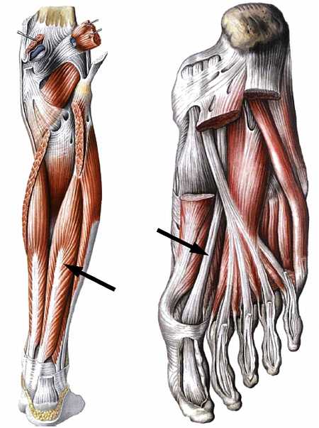 Книгаго: Атлас мышц человека. Иллюстрация № 150
