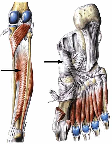 Книгаго: Атлас мышц человека. Иллюстрация № 151