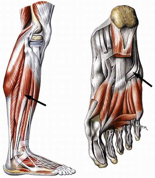 Книгаго: Атлас мышц человека. Иллюстрация № 152
