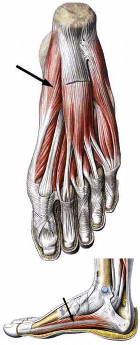 Книгаго: Атлас мышц человека. Иллюстрация № 157