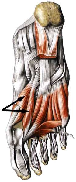 Книгаго: Атлас мышц человека. Иллюстрация № 158