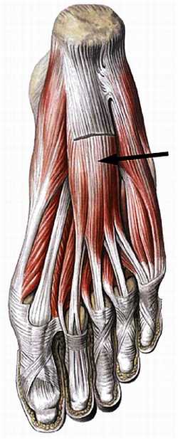 Книгаго: Атлас мышц человека. Иллюстрация № 163