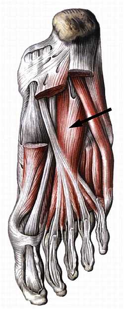 Книгаго: Атлас мышц человека. Иллюстрация № 164