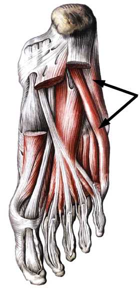 Книгаго: Атлас мышц человека. Иллюстрация № 160
