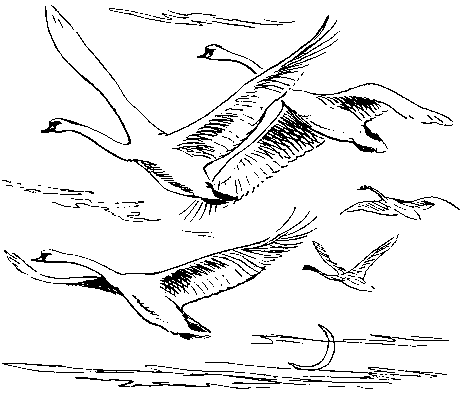Книгаго: Как кошки ловят рыбу. Иллюстрация № 16