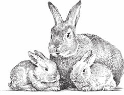 Книгаго: Кролиководство для начинающих. Иллюстрация № 1