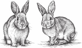Книгаго: Кролиководство для начинающих. Иллюстрация № 2
