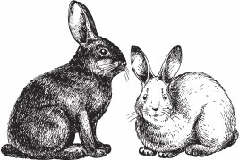 Книгаго: Кролиководство для начинающих. Иллюстрация № 3