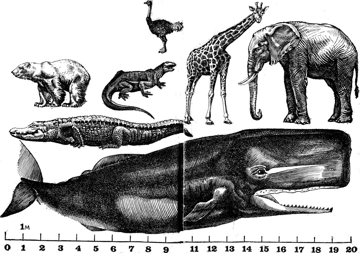 Книгаго: Животные и континенты (Популярная зоогеография). Иллюстрация № 2