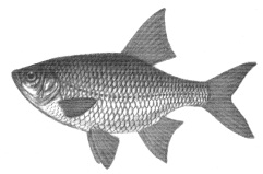Книгаго: Ловля карповых рыб – 2. Иллюстрация № 1