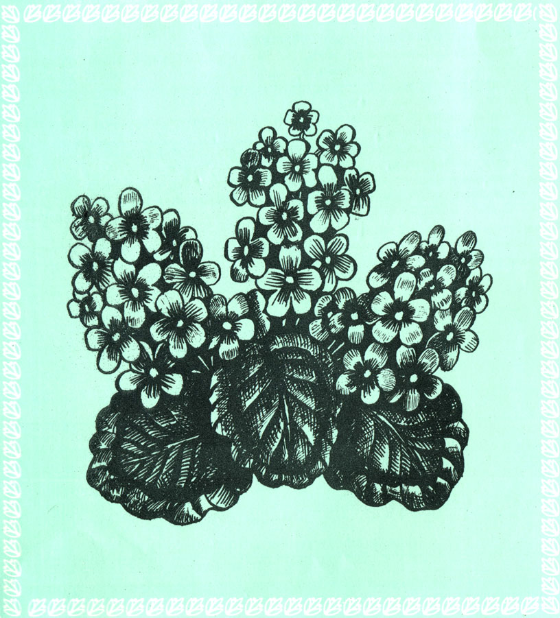 Книгаго: Советы цветоводу-любителю. Иллюстрация № 8