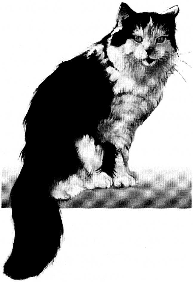 Книгаго: Тайная жизнь кошки. Как понять истинную природу питомца и стать для него лучшим другом. Иллюстрация № 1