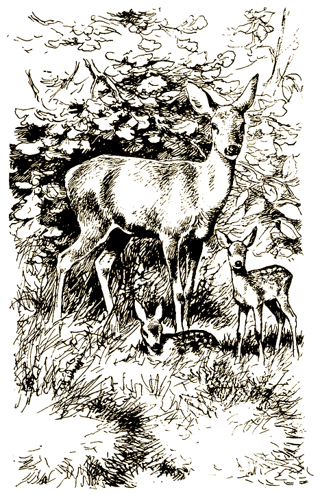 Книгаго: Тигр, олень, женьшень. Иллюстрация № 1