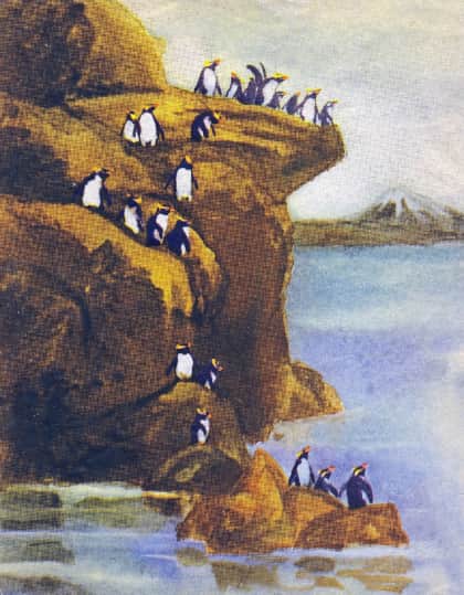 Книгаго: Пингвин Дружок. Иллюстрация № 1