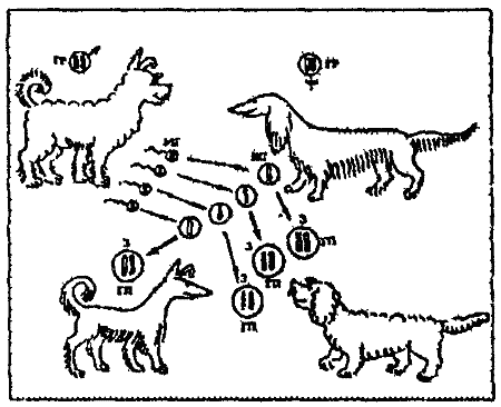 Книгаго: Проблемы разведения собак. Биологические аспекты размножения. Иллюстрация № 1