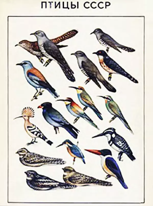 Книгаго: Птицы СССР. Иллюстрация № 1