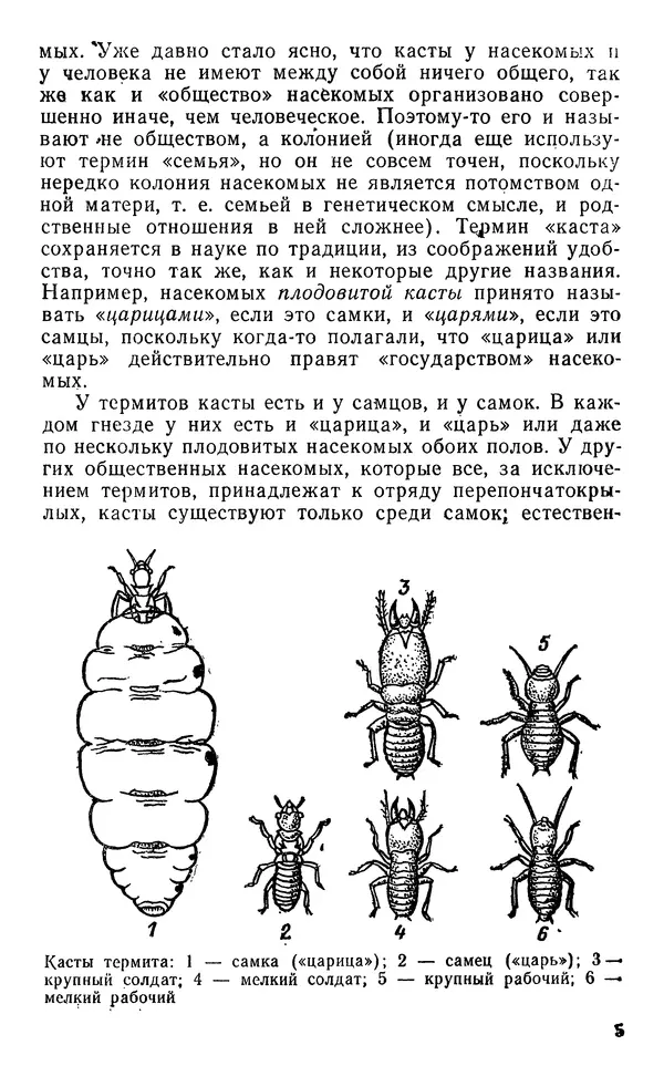Книгаго: Происхождение общественных насекомых. Иллюстрация № 6