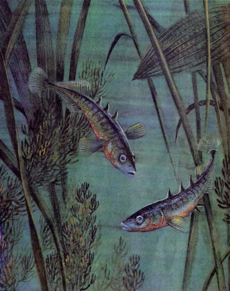 Книгаго: Рыбий дом. Иллюстрация № 8