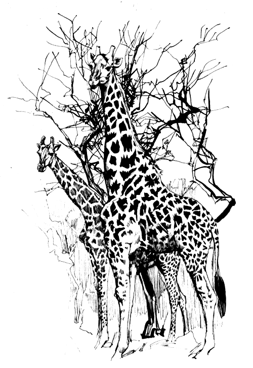 Книгаго: Зоопарки. Иллюстрация № 2