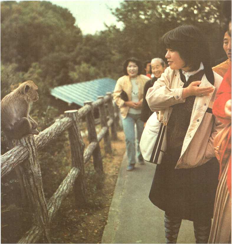 Книгаго: С мамонтёнком в Японию. Иллюстрация № 22