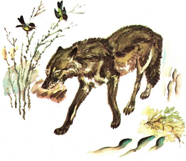 Книгаго: Весна в лесу. Иллюстрация № 11