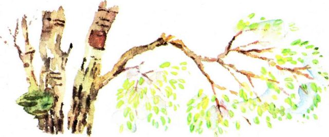 Книгаго: Весна в лесу. Иллюстрация № 7