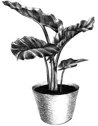 Книгаго: Доктор на подоконнике. Удивительные свойства комнатных растений. Иллюстрация № 1