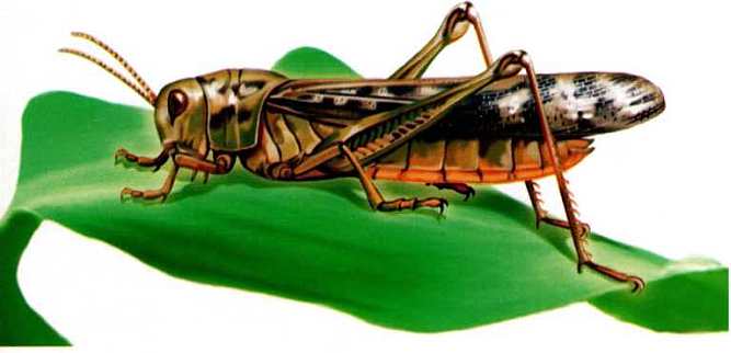 Книгаго: Жуки и другие удивительные насекомые. Иллюстрация № 4