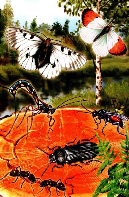 Книгаго: Жуки и другие удивительные насекомые. Иллюстрация --