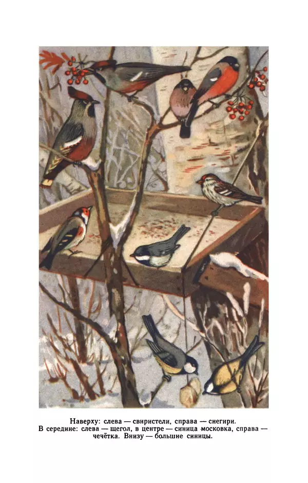 Книгаго: Про наших птиц. Иллюстрация № 2