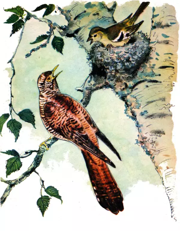 Книгаго: Хитрая птица. Иллюстрация № 6