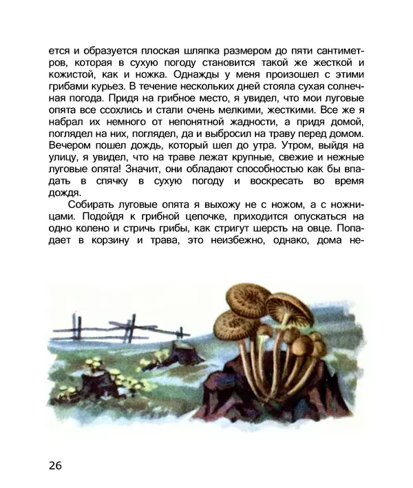Книгаго: По грибы. Заметки фенолога. Иллюстрация № 28