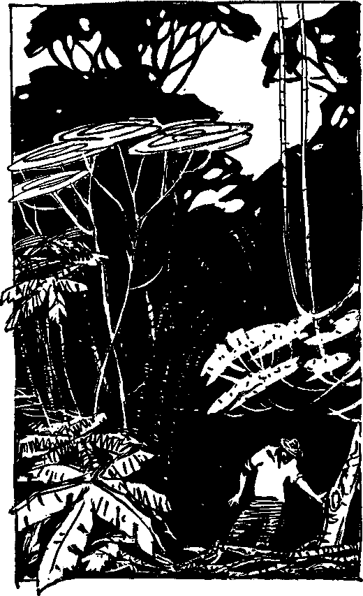 Книгаго: В джунглях Амазонки. Иллюстрация № 1
