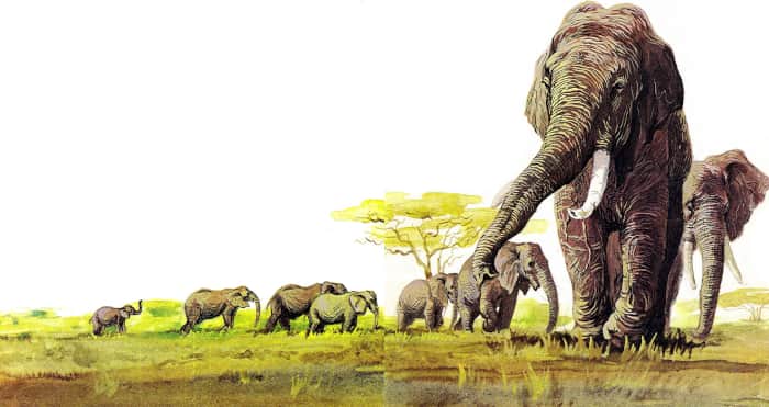 Книгаго: Слоненок. Иллюстрация № 6