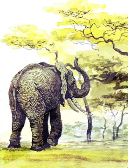 Книгаго: Слоненок. Иллюстрация № 12