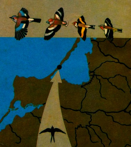 Книгаго: Почему перелетные птицы возвращаются домой. Иллюстрация № 1