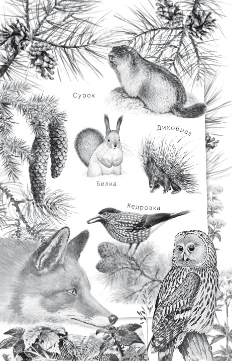 Книгаго: Рассказы о животных. С вопросами и ответами для почемучек. Иллюстрация № 2