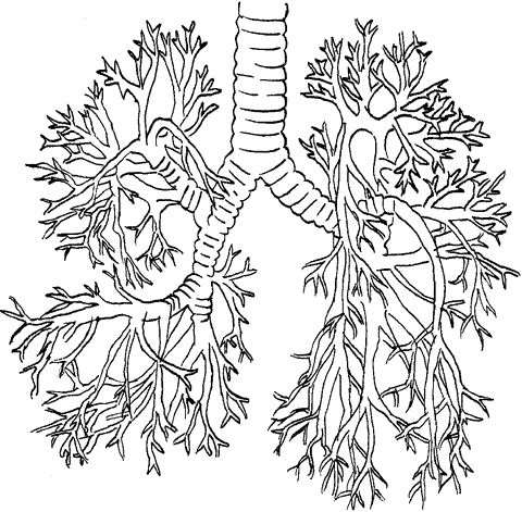 Книгаго: Массаж при бронхиальной астме. Иллюстрация № 1