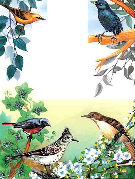 Книгаго: Птицы. Иллюстрация № 5