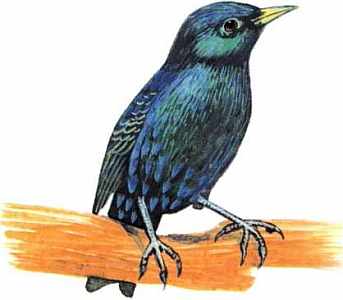 Книгаго: Птицы. Иллюстрация № 11