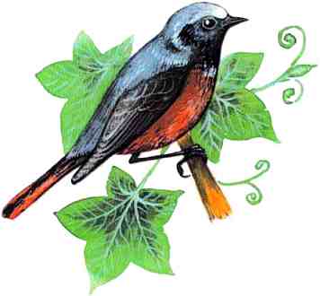 Книгаго: Птицы. Иллюстрация № 12