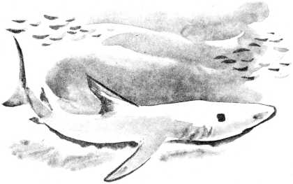 Книгаго: Акула. Иллюстрация № 4