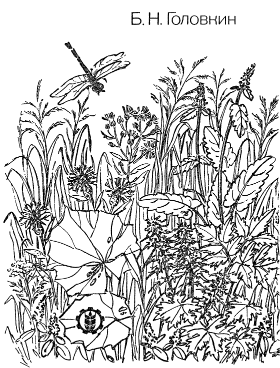 Книгаго: О чем говорят названия растений. Иллюстрация № 1